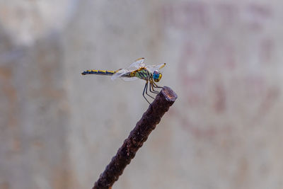 Close-up of dragonfly perching on twig