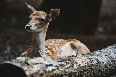 Close-up of deer on field