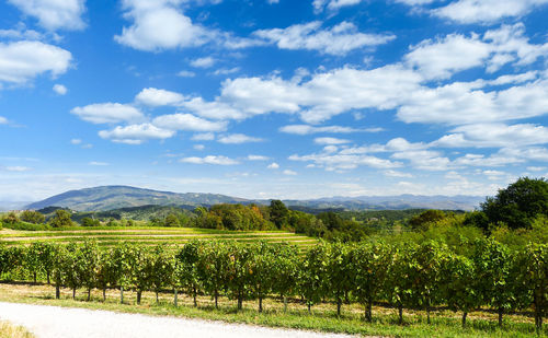 Scenic view of agricultural field against sky