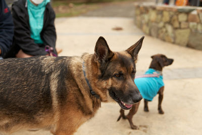 Large dog towering over smaller dog.