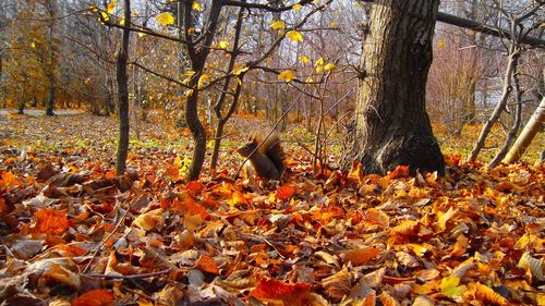 Autumn leaves fallen on field in forest