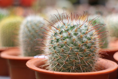 Close-up of cactus plant growing in pot