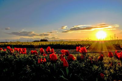 Flowers growing on field against sky during sunset