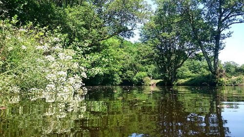 Scenic view of lake in forest