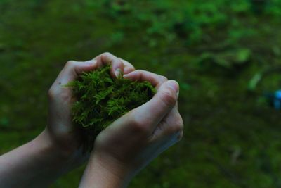 Cropped hand holding green leaves and making heart shape