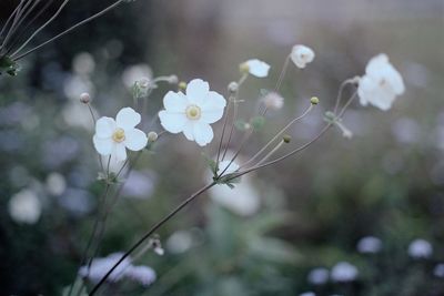 Close-up of white flowering plant