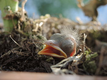 Close-up of plant against blurred background