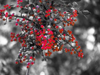 Low angle view of berries on tree