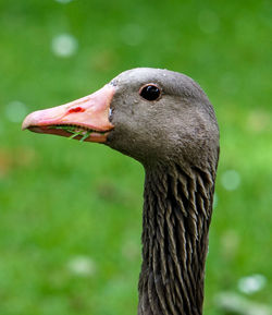 Close-up of a bird