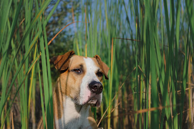 Staffordshire terrier dog sitting in the green marsh grasses outdoors