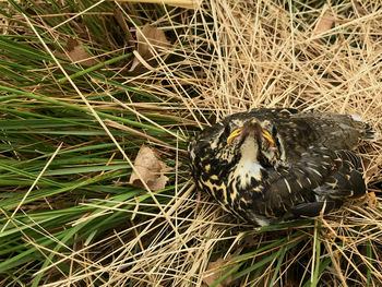 High angle view of bird on field