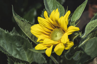 Close-up of yellow sunflower