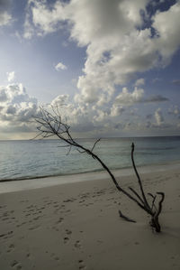 Driftwood on beach against sky