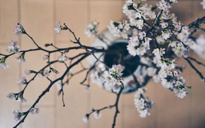 Close-up of flowers against blurred background