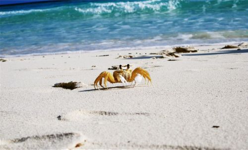 Close-up of seashell on beach