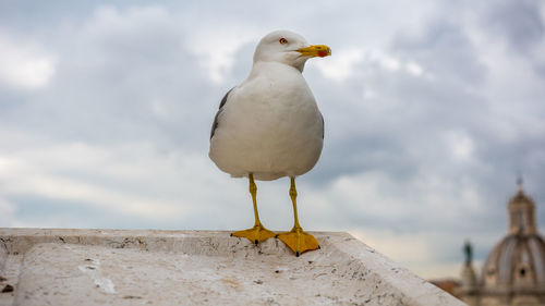 Low angle view of bird perching on wall against cloudy sky