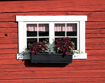 Potted plant against window of building