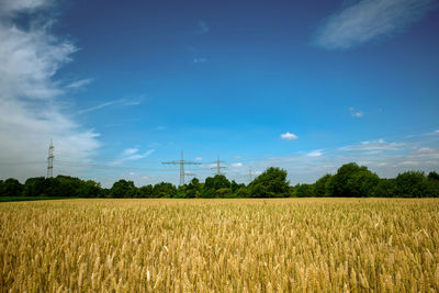 Wheat field under a blue sky. electric mast and the green trees in the distance.