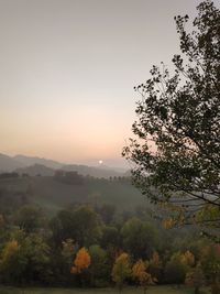 Trees on landscape against sky during sunset