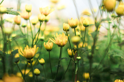 Close-up of yellow flowering plants on field