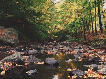 Trees in a forest