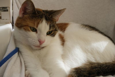 Close-up portrait of a cat resting