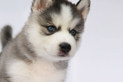 Close-up portrait of a dog