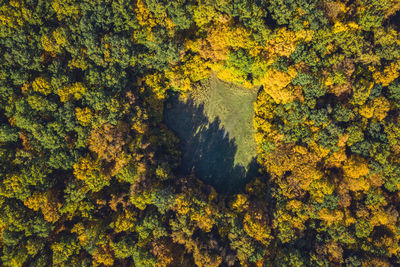 Top view of a forest clearing from a drone. aerial shot, autumn wood, heart shaped meadow