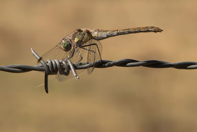 barbed wire
