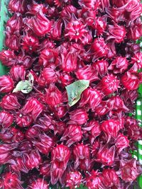 Full frame shot of red flowers