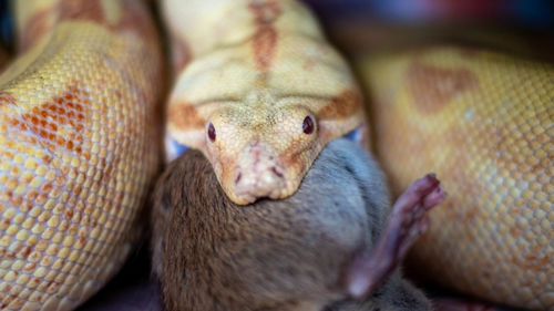 Close-up portrait of relaxing on bed