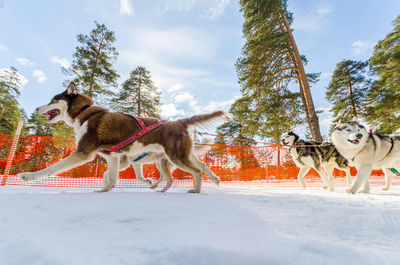 View of two dogs against sky