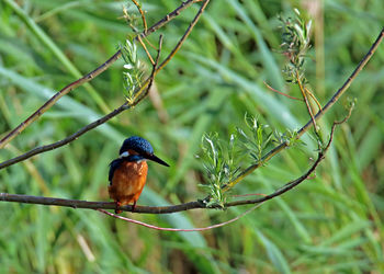 Close-up of bird perching on tree