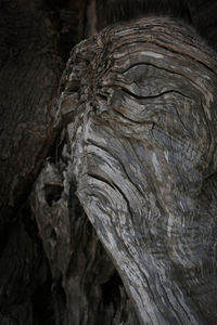 Close-up of tree trunk