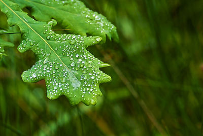 Close-up of wet plant leaves during rainy season