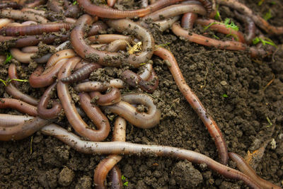 A large pile of live worms that lies on the ground. fishing bait.