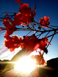 Low angle view of flowering plant against sky