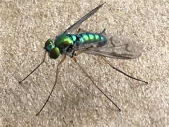 Close-up of insect on leaf