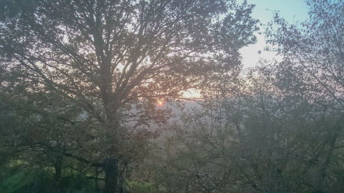 Trees growing in sunlight