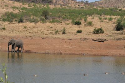 View of elephant drinking water in lake