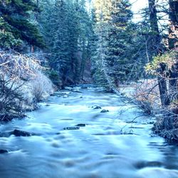 River flowing amidst trees in forest during winter