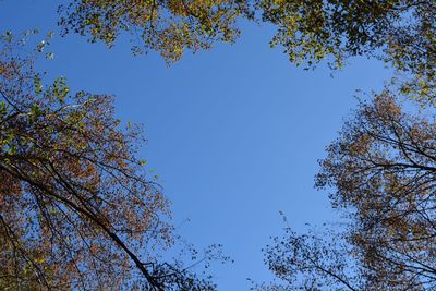 Low angle view of trees against clear blue sky