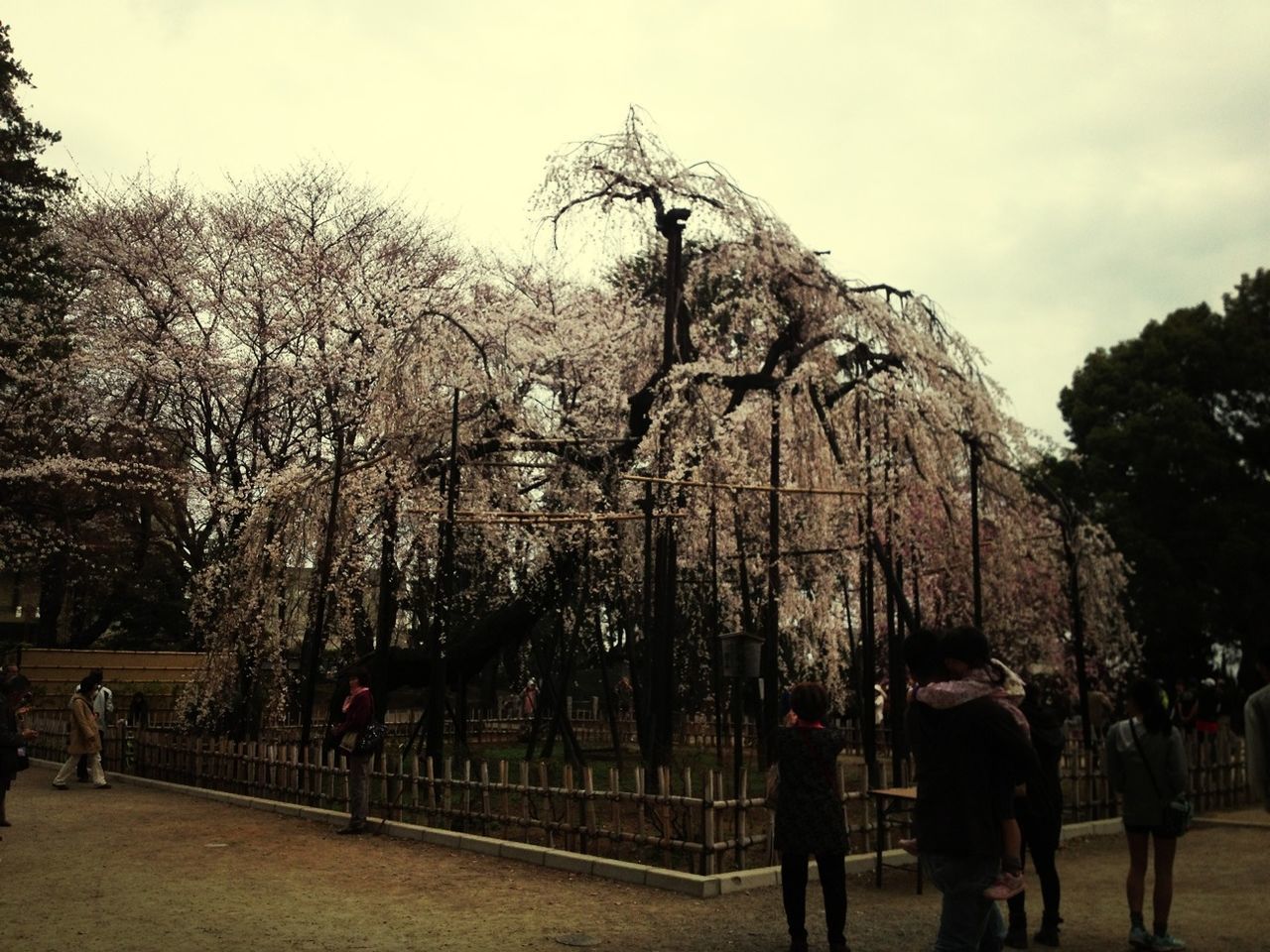 tree, person, lifestyles, men, leisure activity, sky, large group of people, walking, rear view, bare tree, park - man made space, mixed age range, nature, built structure, full length, standing, tourist, growth, outdoors