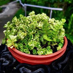 High angle view of potted plant leaves