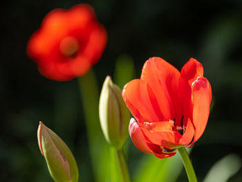 Close-up of red tulip