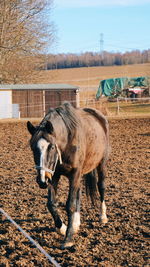 Horse standing in ranch