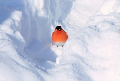 Close-up of  eurasian bullfinch in snow