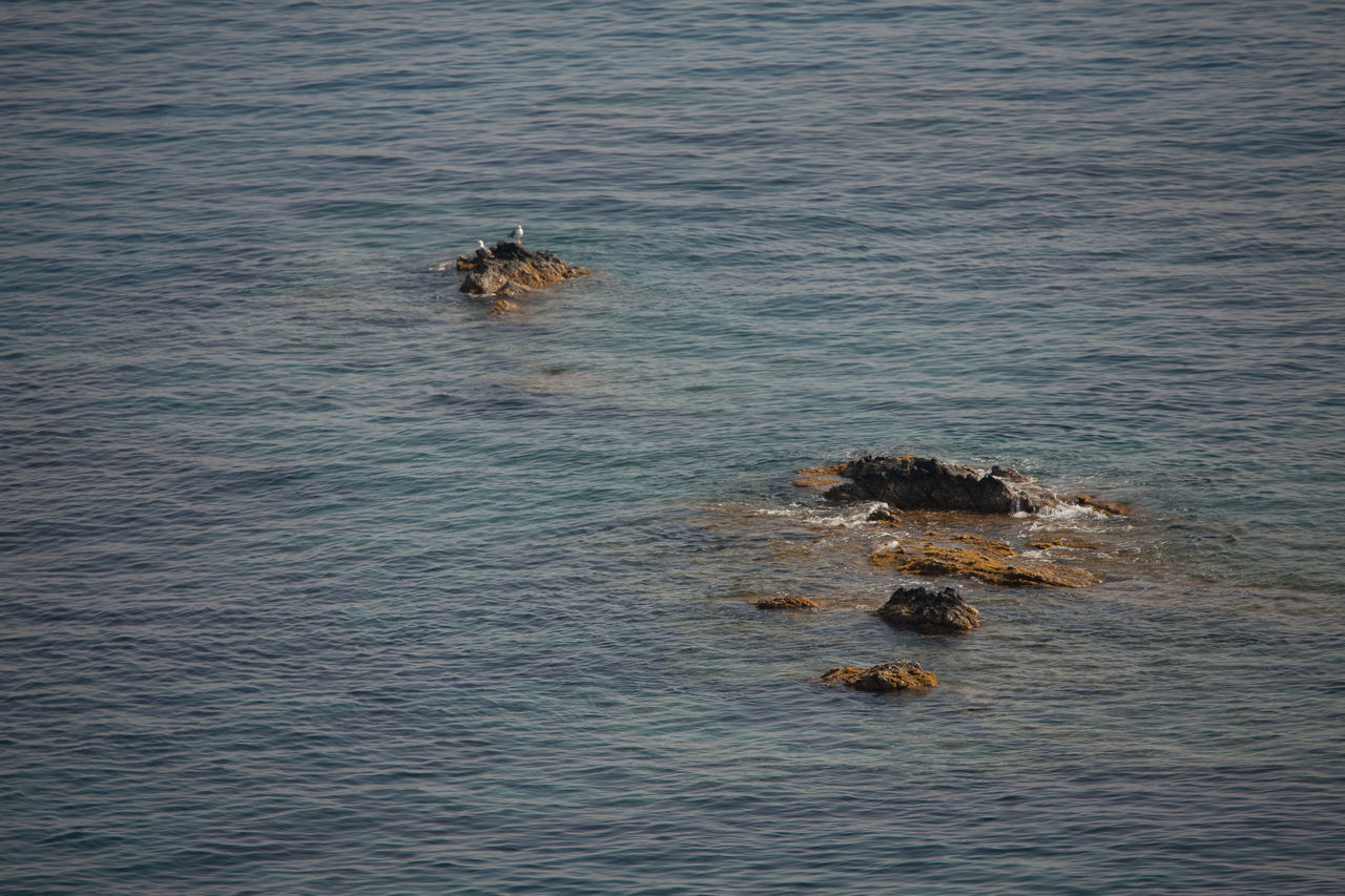 HIGH ANGLE VIEW OF DUCKS SWIMMING IN SEA