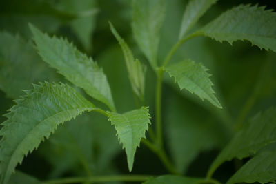 Close-up of green leaves