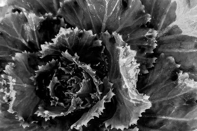 Full frame shot of cactus flower